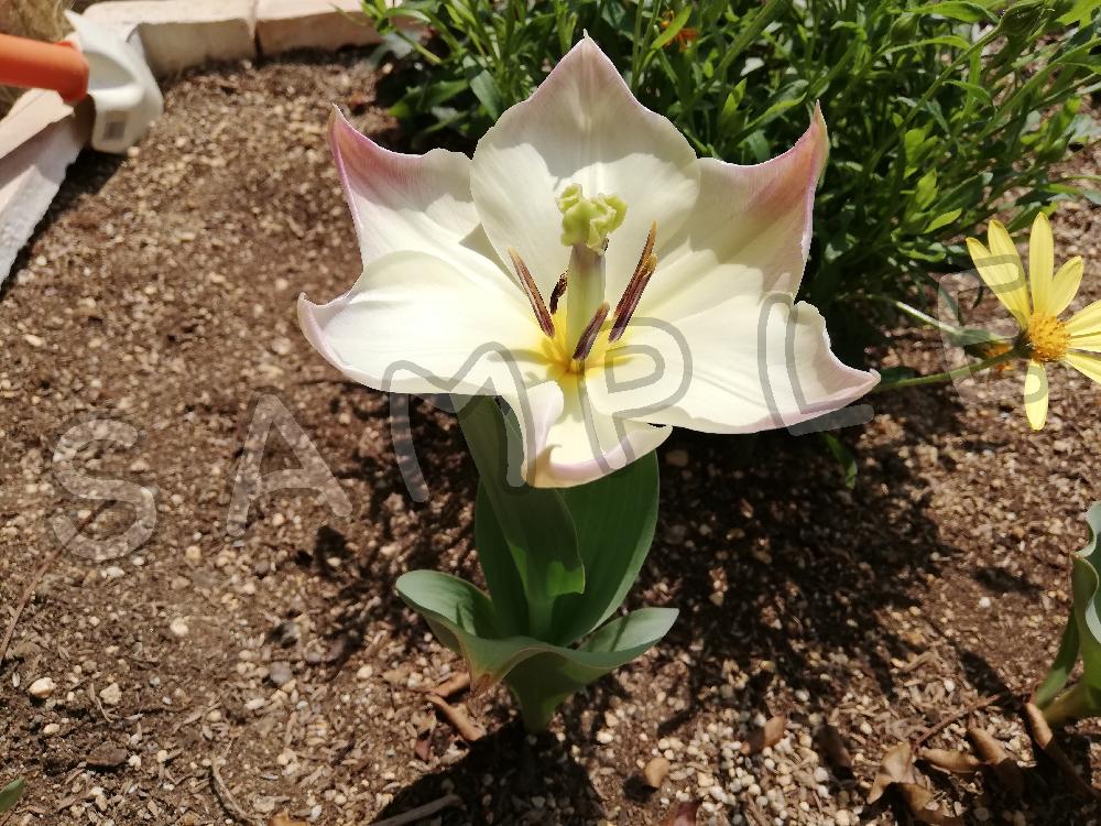 花壇の白いチューリップ